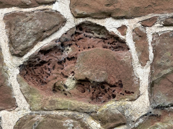 ‘Bee’ aware: the buzz around masonry bees