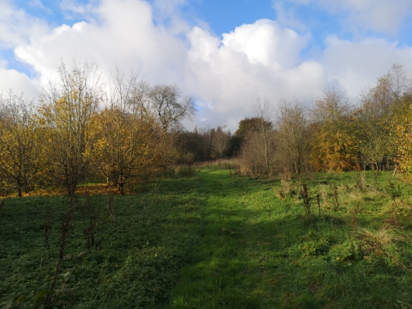 ‘Diamond woodland’ for sale at Norton-in-Moors near Stoke-on-Trent