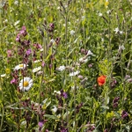 Biodiversity Net Gain – giving back to nature