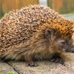 Getting ready to hibernate – autumn property checklist 