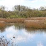 Our expert opinion: what do you need to know about Biodiversity Net Gain?